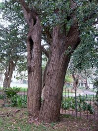 Ironbark Tree Timber Perth